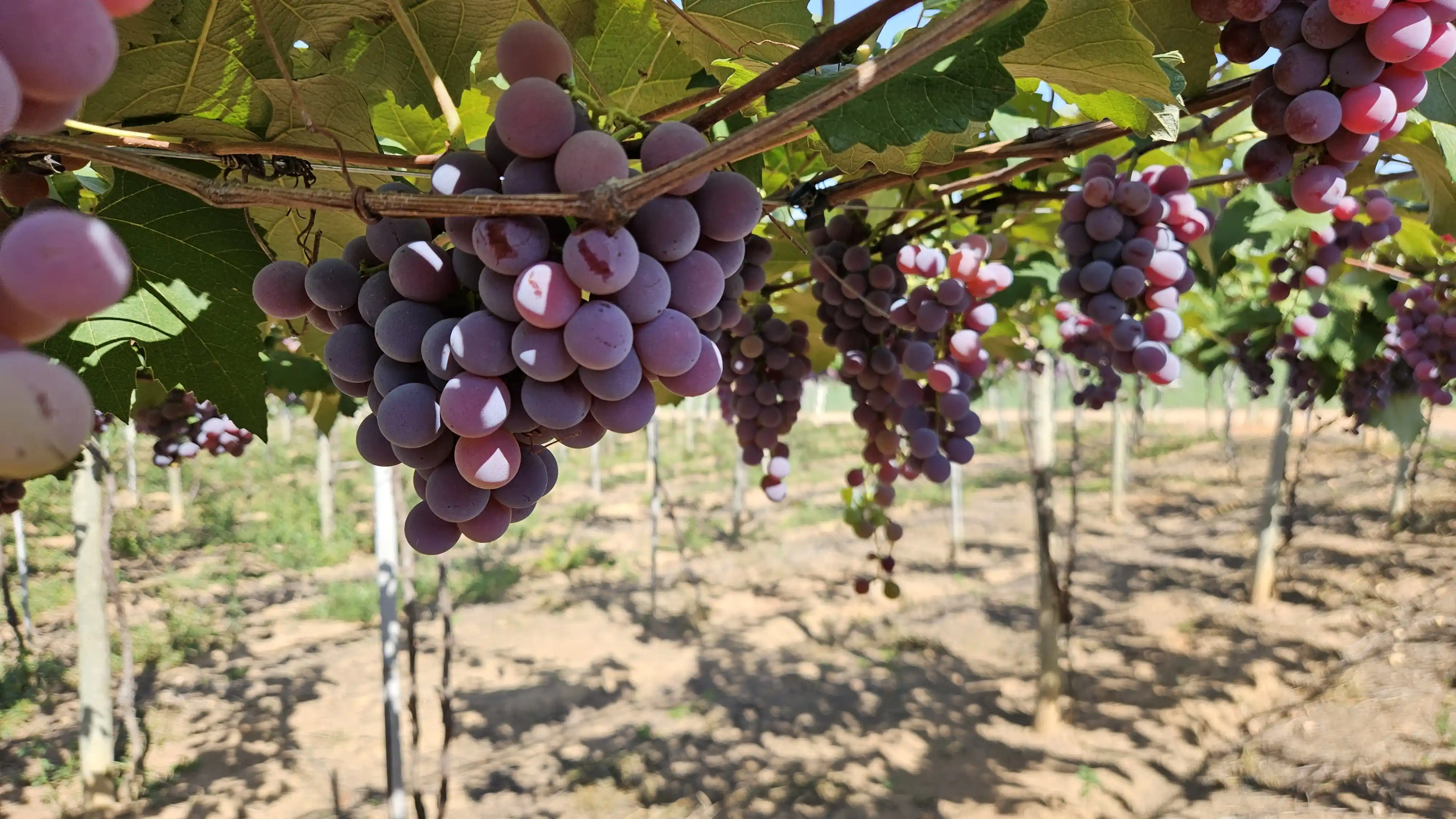 Uvas no parreiral